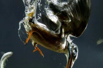 Cận cảnh chim bói cá hạ sát 50 con mồi 1 ngày