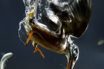 Cận cảnh chim bói cá hạ sát 50 con mồi 1 ngày