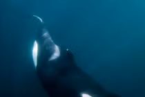 Kỳ lạ cá voi sát thủ kiếm ăn nuôi con tật nguyền