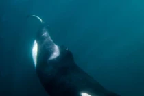 Kỳ lạ cá voi sát thủ kiếm ăn nuôi con tật nguyền