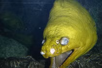 Những “sát thủ” nguy hiểm nhất dưới nước