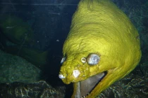 Những “sát thủ” nguy hiểm nhất dưới nước