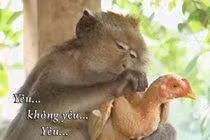 Động vật và những cuộc “giao lưu” hài hước