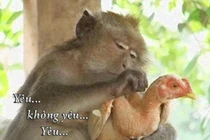 Động vật và những cuộc “giao lưu” hài hước