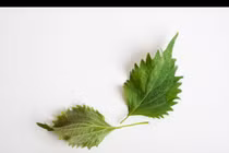 Những loại rau giàu omega-3 khó ngờ