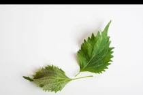 Những loại rau giàu omega-3 khó ngờ