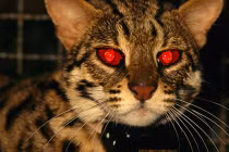 CIA “nhào nặn” mèo thành điệp viên thế nào?