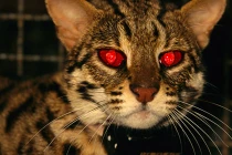 CIA “nhào nặn” mèo thành điệp viên thế nào?