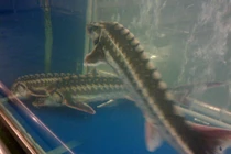 Sự thật tin đồn đại siêu thị Metro bán cá tầm lậu