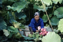 Mùa sen quỳ ở Xuân La