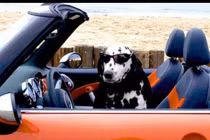 Chùm ảnh: Khi cún cưng trổ tài “lái xe“