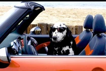 Chùm ảnh: Khi cún cưng trổ tài “lái xe“