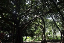 Bao cao su của gái mại dâm “phủ kín” gốc cây