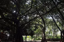 Bao cao su của gái mại dâm “phủ kín” gốc cây