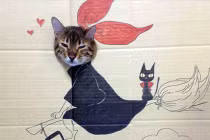 Mèo “ngầu” với phong cách cosplay