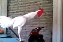 Clip hài: Gà mắc tóc