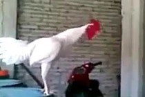 Clip hài: Gà mắc tóc