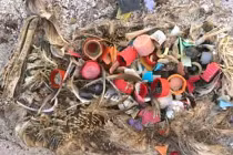 Rớt nước mắt với clip xác chim chứa đầy rác thải