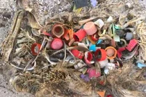 Rớt nước mắt với clip xác chim chứa đầy rác thải