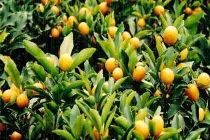 Trồng cây gì để rước tài lộc ngày Tết?