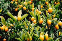 Trồng cây gì để rước tài lộc ngày Tết?