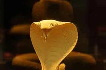 Phong thủy: Những đại kỵ trong năm Quý Tỵ