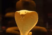 Phong thủy: Những đại kỵ trong năm Quý Tỵ