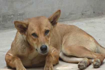 Trận sinh tử giữa “khuyển vương” và rắn hổ mây khổng lồ (2)