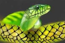 Mơ thấy rắn, lành hay dữ? 