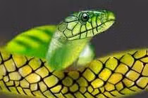 Mơ thấy rắn, lành hay dữ? 