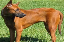 Chuyện kỳ bí về loài “khuyển vương” ở Phú Quốc (1) 