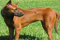 Chuyện kỳ bí về loài “khuyển vương” ở Phú Quốc (1) 