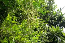 Bí ẩn tục nhuộm móng trừ tà độc nhất VN 