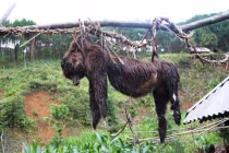 Man rợ “thói” treo chó... đuổi tà của người Việt