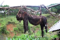 Man rợ “thói” treo chó... đuổi tà của người Việt