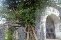 Bí ẩn rắn vàng ở ngôi đền thiêng xứ Nghệ 