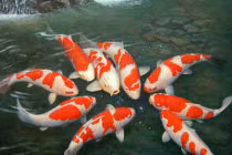 Giữ giới không sát sanh