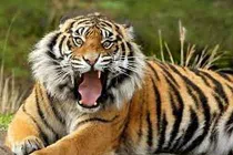 Chiếc sọ cọp huyền bí ở chùa Diêu Quang