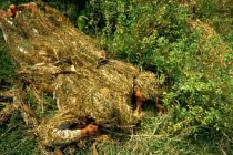 Xem đặc công Việt Nam luyện tập