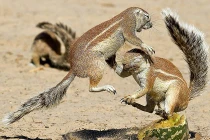 Cận cảnh sóc giở “kungfu” đánh nhau chí tử