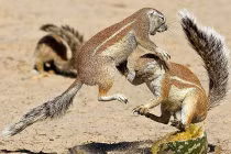 Cận cảnh sóc giở “kungfu” đánh nhau chí tử