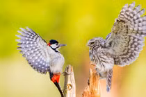 Khoảnh khắc chim cú “quyết chiến” gõ kiến