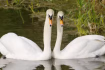 Những “cặp đôi hoàn hảo” chung thủy nhất trong tự nhiên