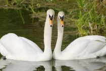 Những “cặp đôi hoàn hảo” chung thủy nhất trong tự nhiên