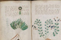 Cuốn sách bí ẩn nhất thế giới không phải trò bịp? 