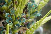 Loài cây cực hiếm 100 năm mới trổ hoa rồi... chết