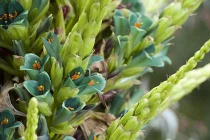 Loài cây cực hiếm 100 năm mới trổ hoa rồi... chết