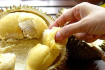  Sầu riêng+rượu=chết?