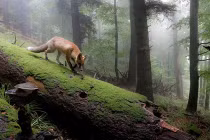 Chùm ảnh thiên nhiên đẹp như trong chuyện cổ tích