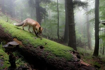 Chùm ảnh thiên nhiên đẹp như trong chuyện cổ tích